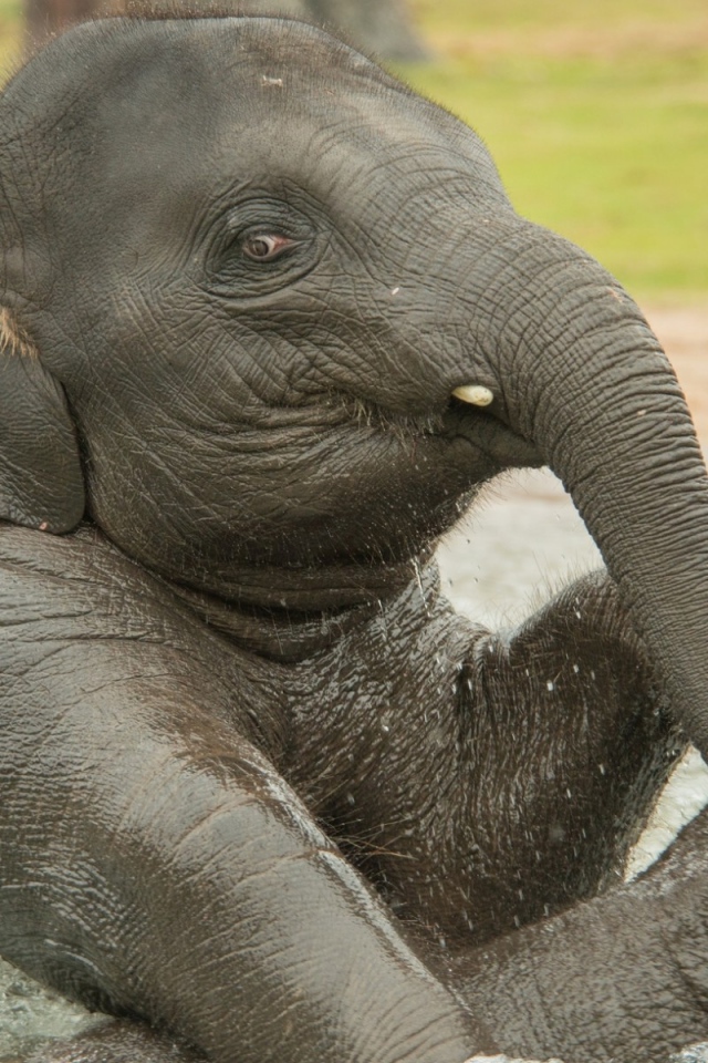 Слон купается в воде