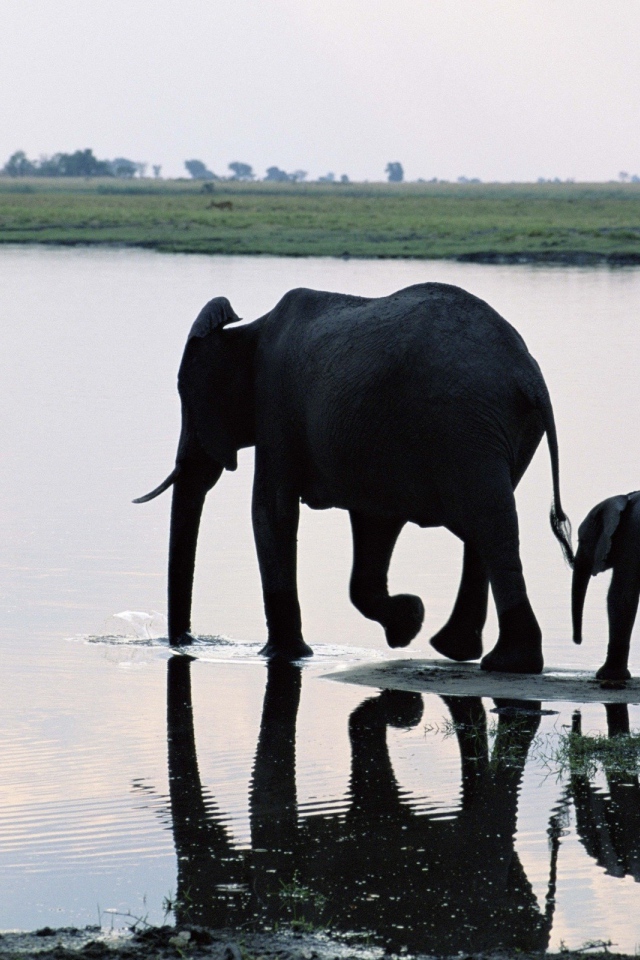 Слониха мама с ребенком