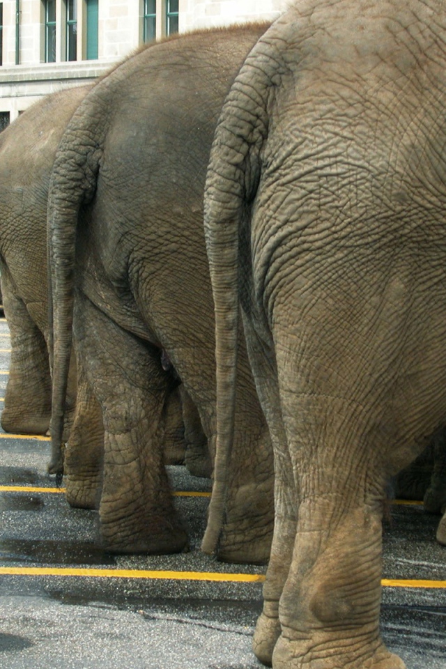 Слоны на парковке