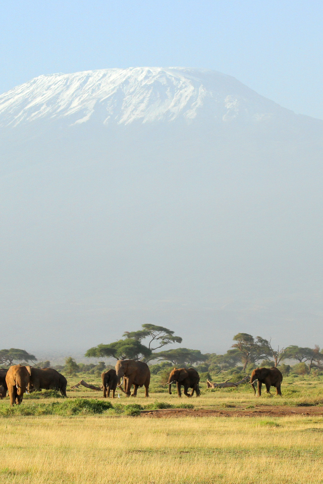 Слоны в красивой природе