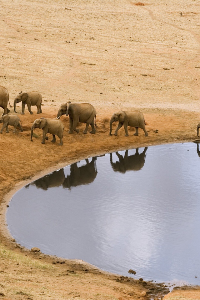 Стадо африканских слонов