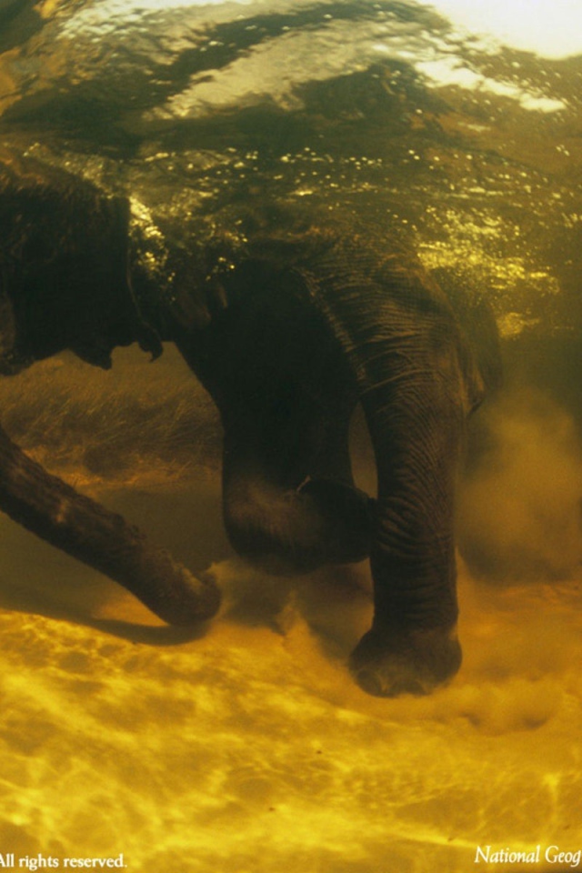 Африканский слон под водой