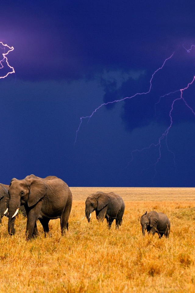 Слоны и надвигающаяся гроза