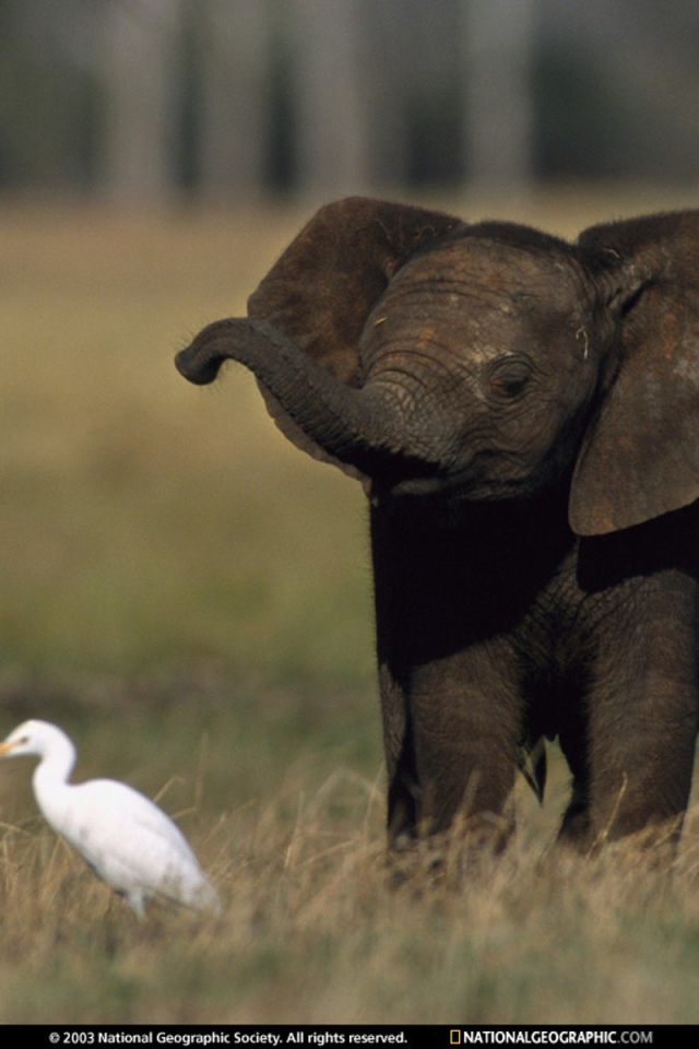 Слоненок и птица