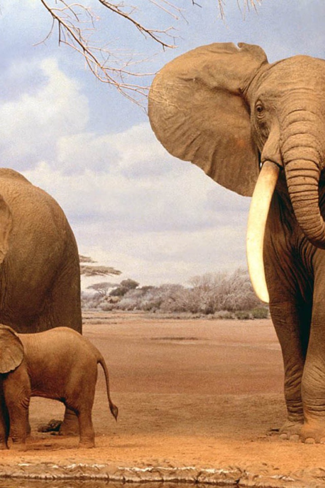 Семья африканских слонов