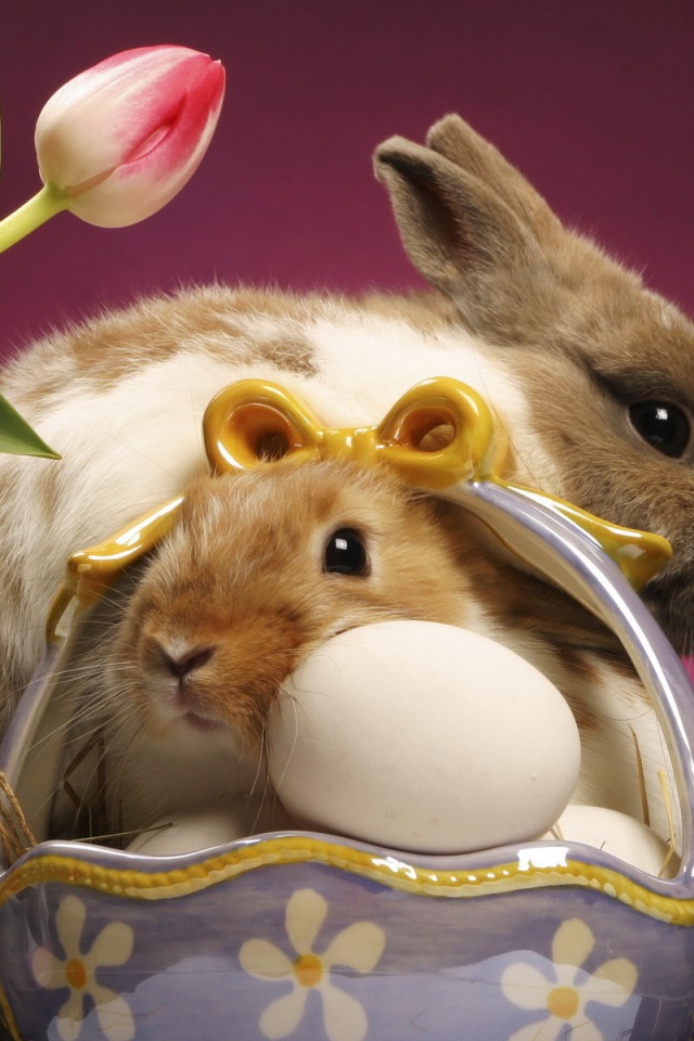 Кролики и куриные яйца