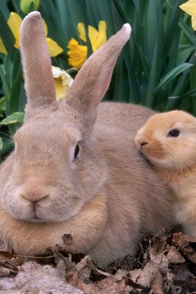 Крольчиха с крольчатами