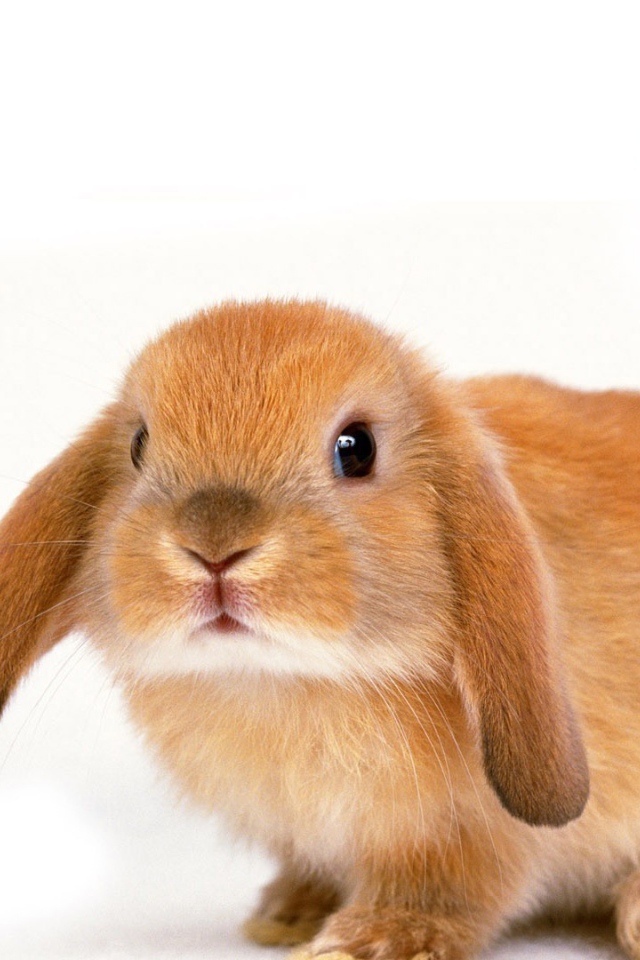 Вислоухий рыжий кролик