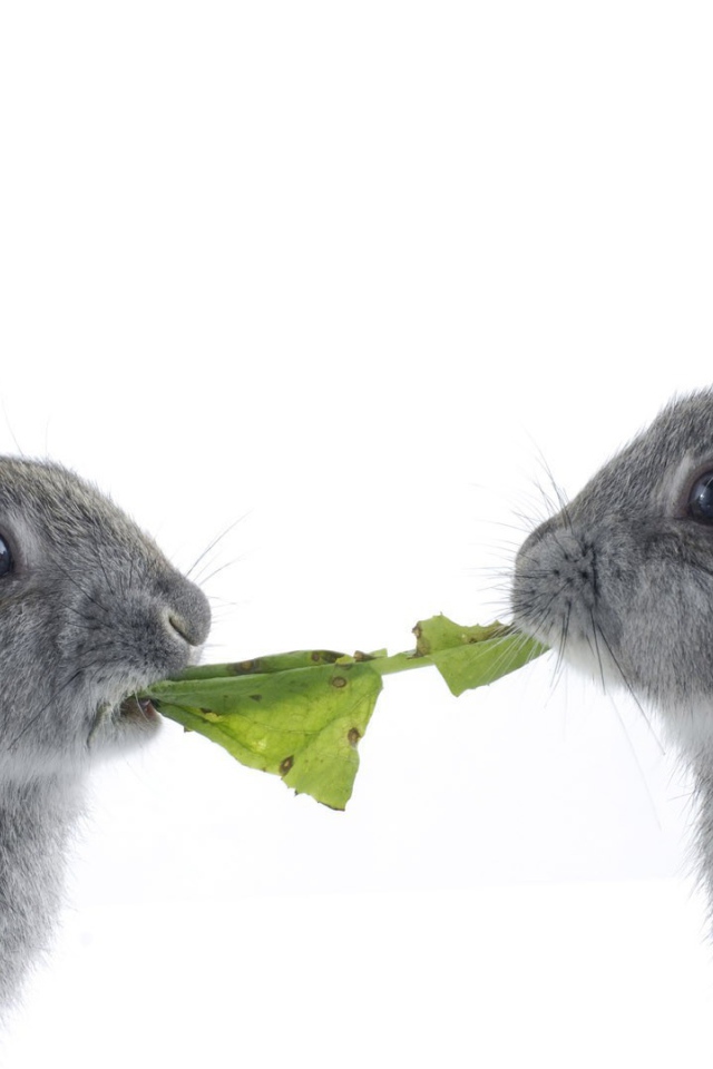 Кролики грызут капусту