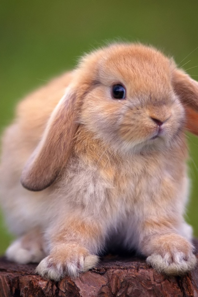 Декоративный кролик