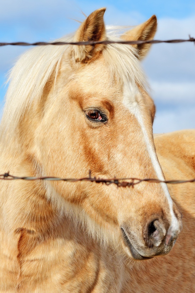 Лучшая лошадь