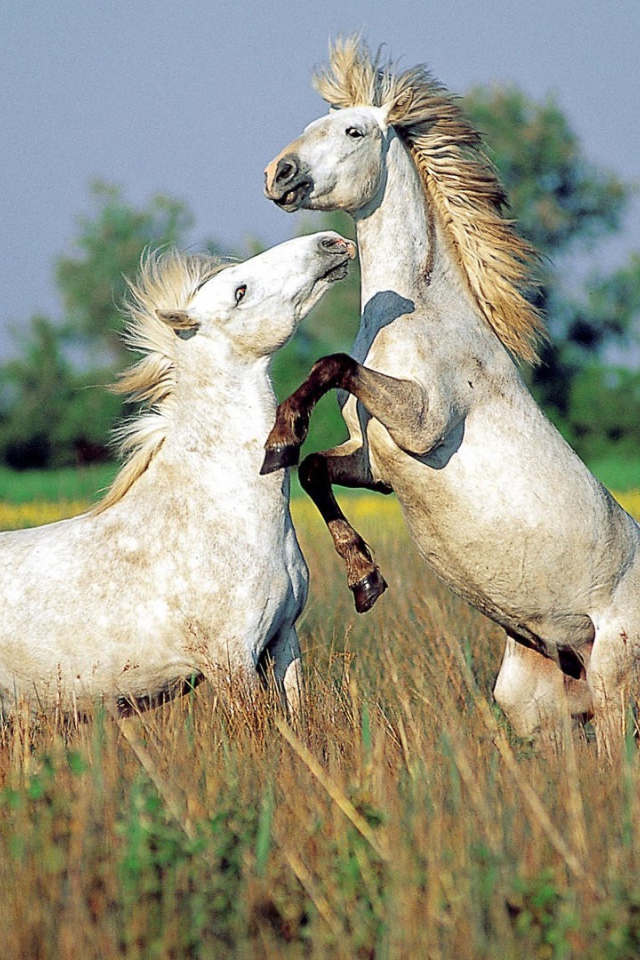 Драка лошадей