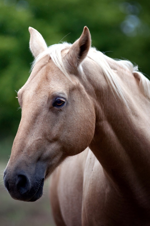 Голова белой лошади