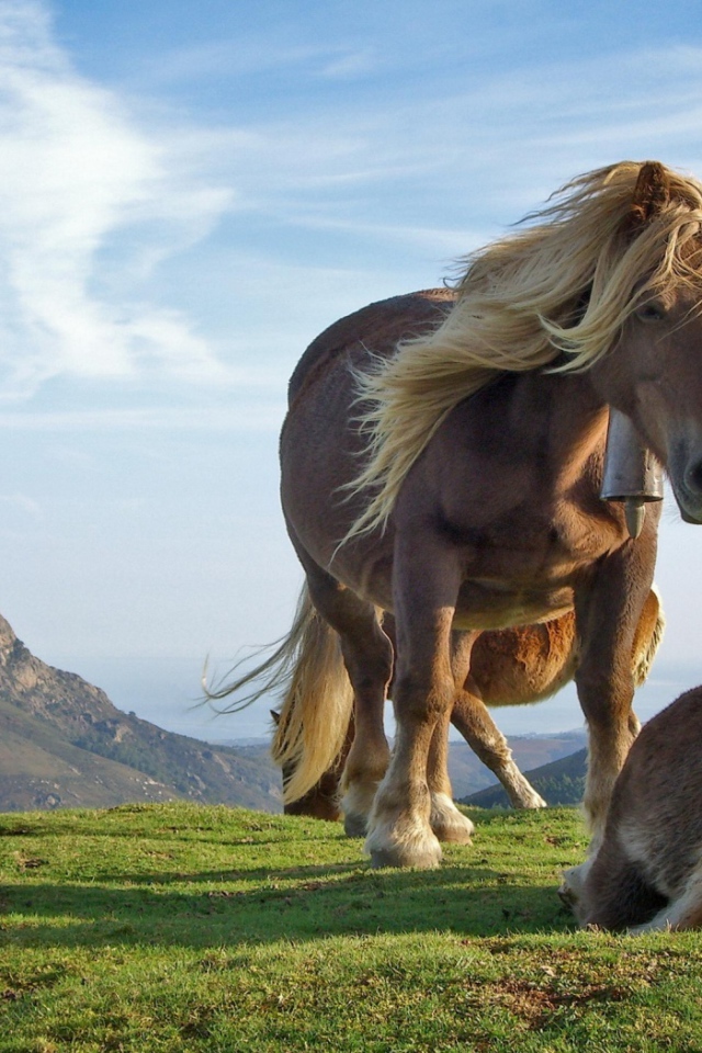 Лошади на холме