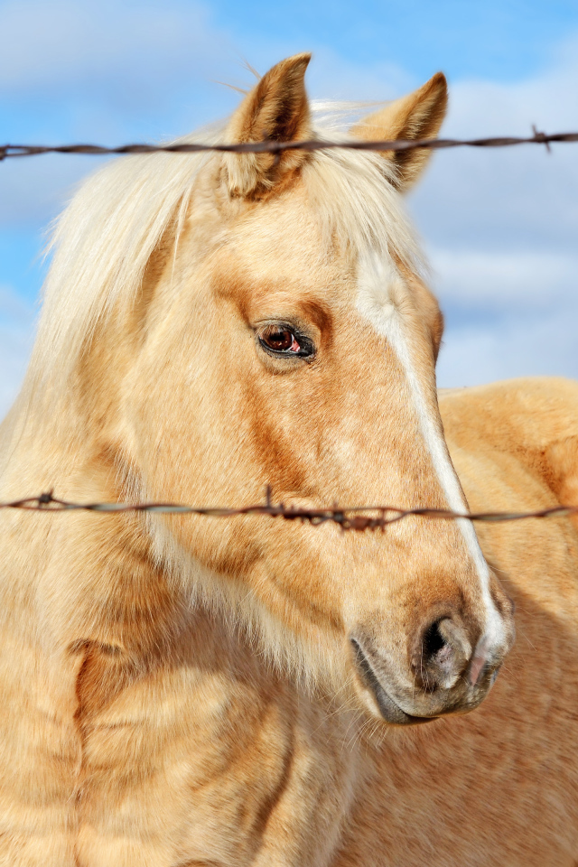 Лошадь за колючей проволокой
