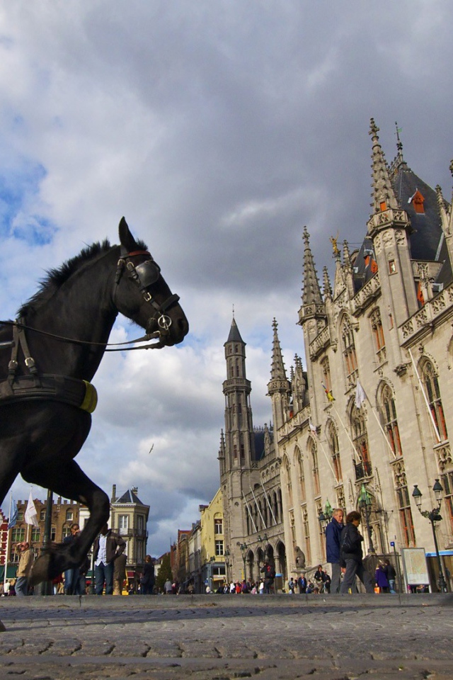 Лошадь в городе