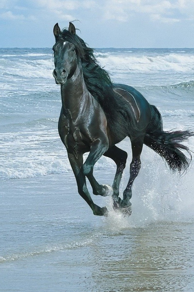 Лошадь скачет по берегу моря