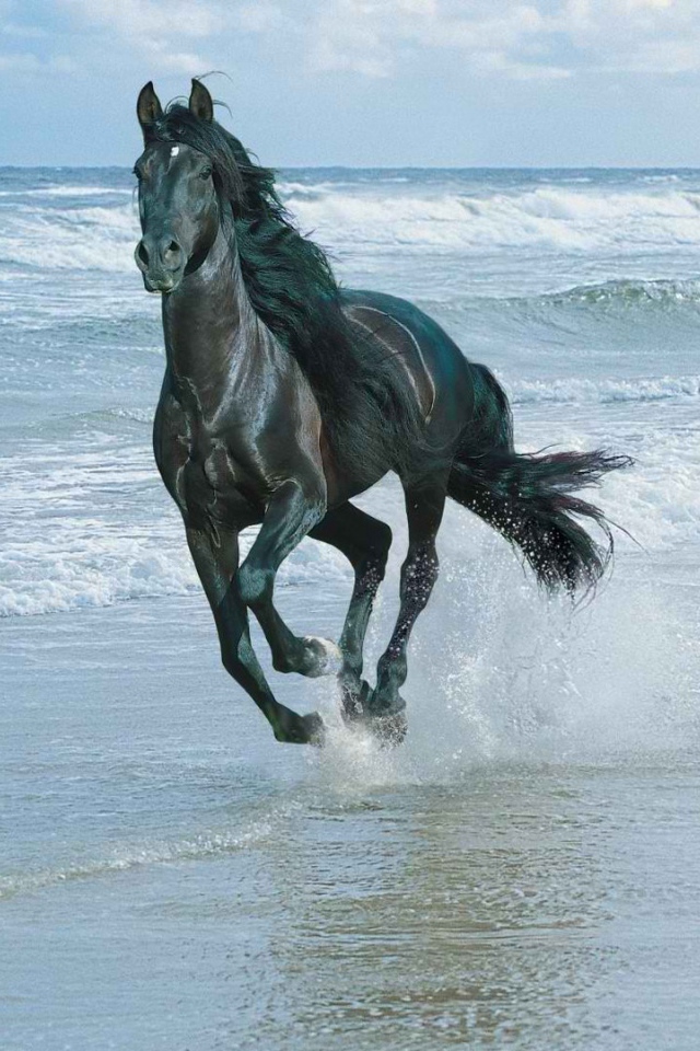 Лошадь скачет по берегу моря