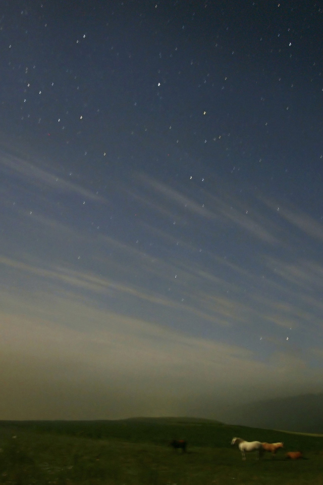 Лошади под звездным небом