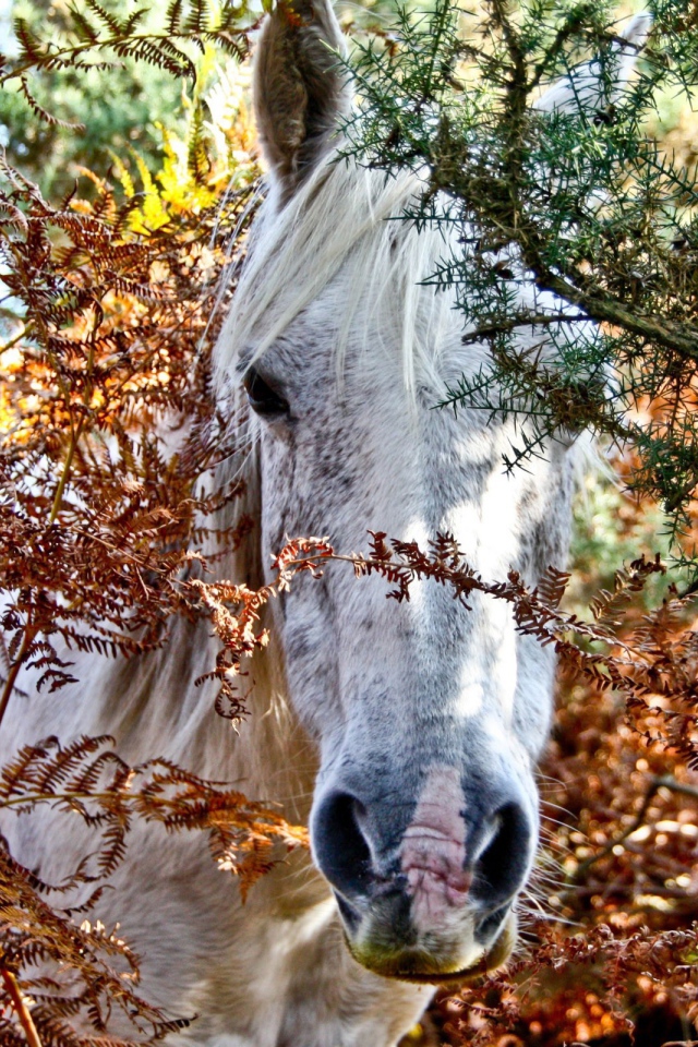 Морда белой лошади