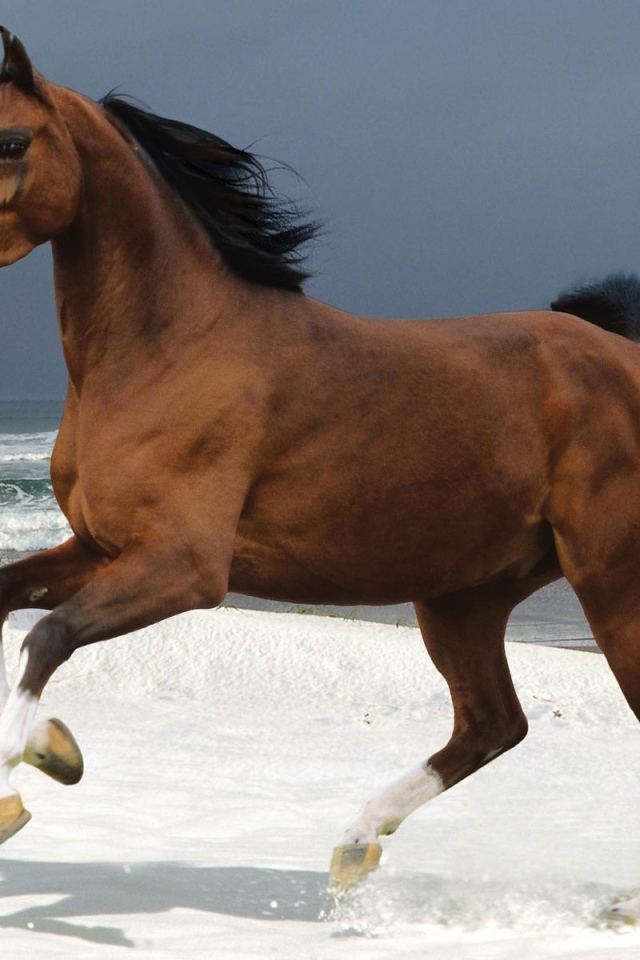 Лошадь на пляже