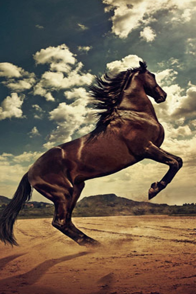 Лошадь гарцует 