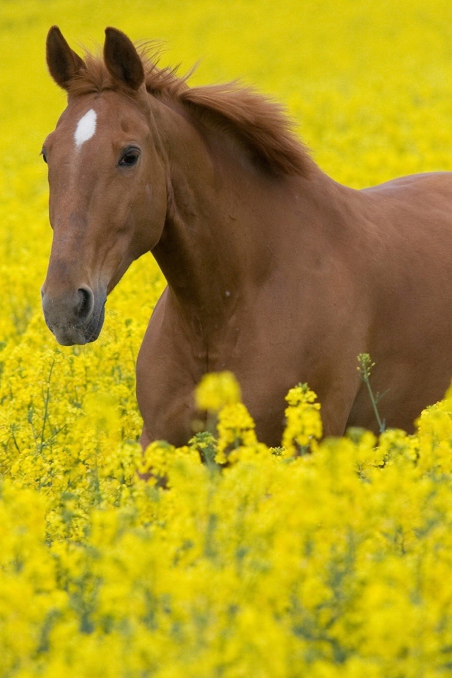 Лошадь в желтых цветах