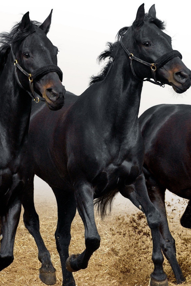 Три черных коня