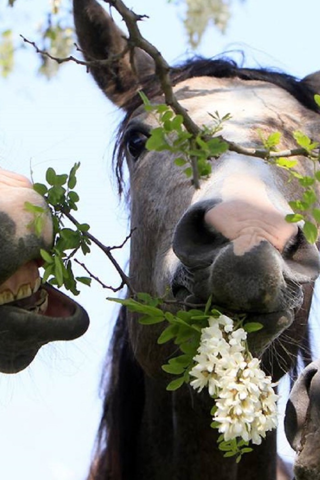 Тройка лошадей