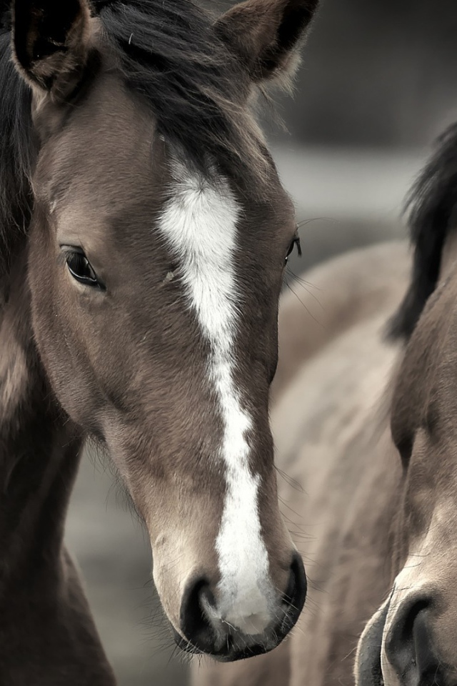 Два роскошных коня