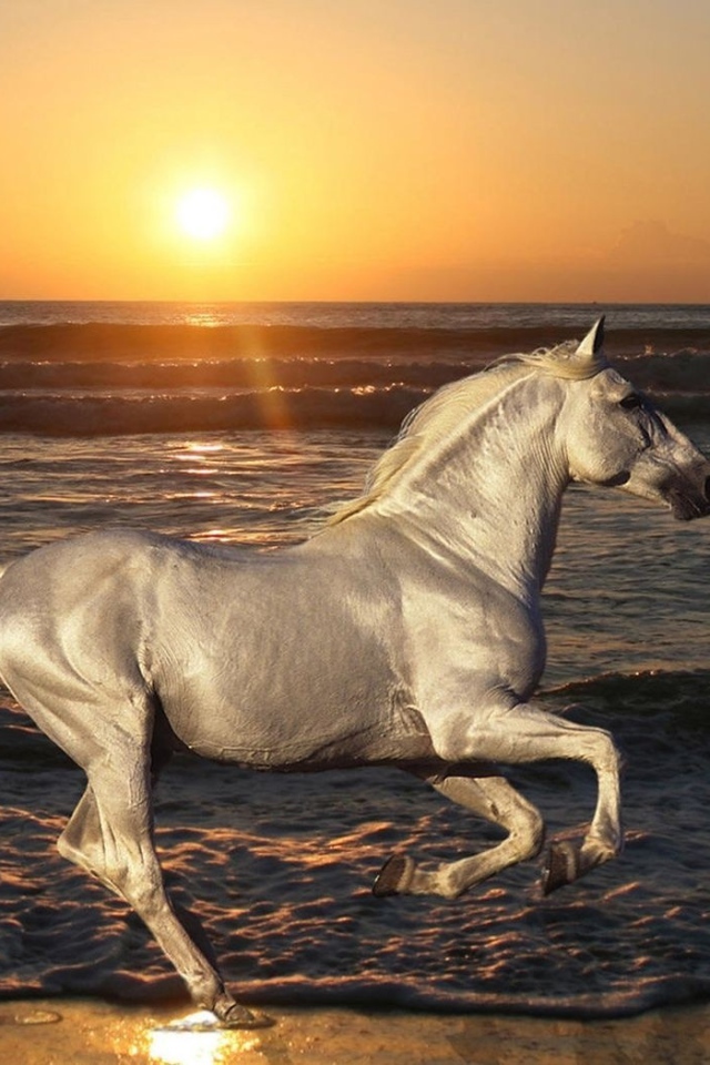 Белая лошадь на пляже
