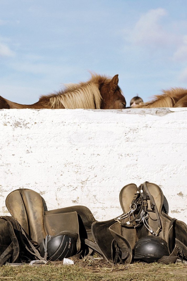 Лошади и седла