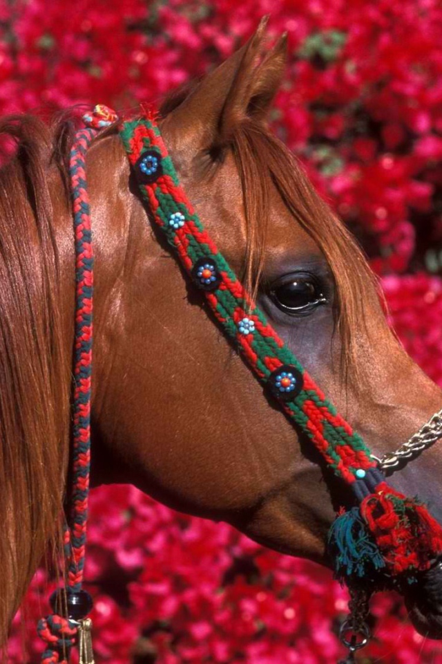 Голова лошади