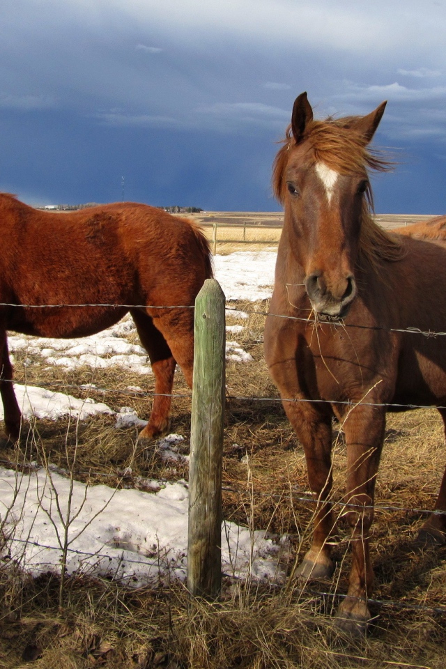 Лошади на весеннем пастбище
