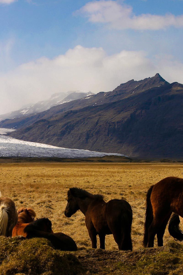 Лошади в горах