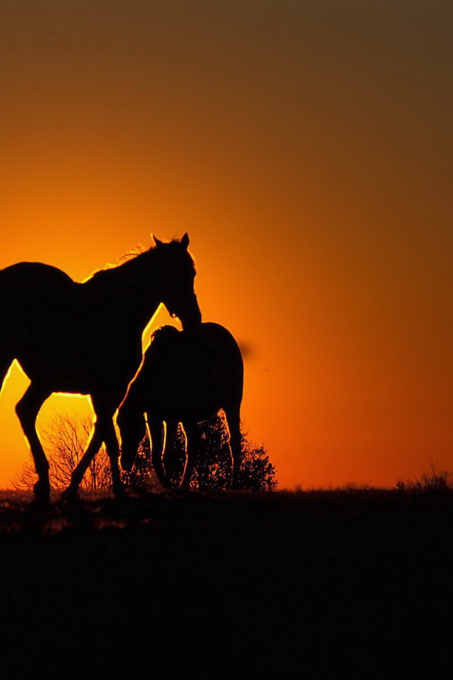 Силуэты лошадей на солнце