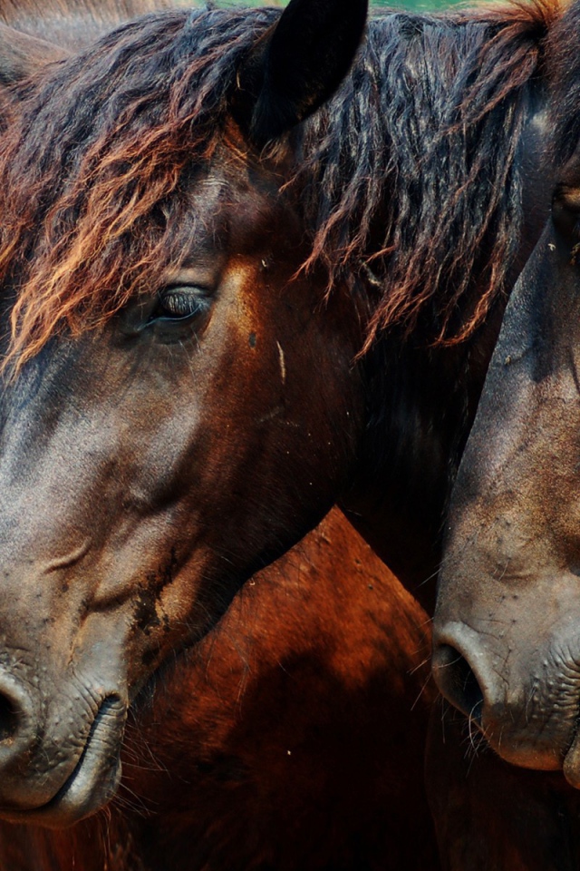 Головы трех лошадей
