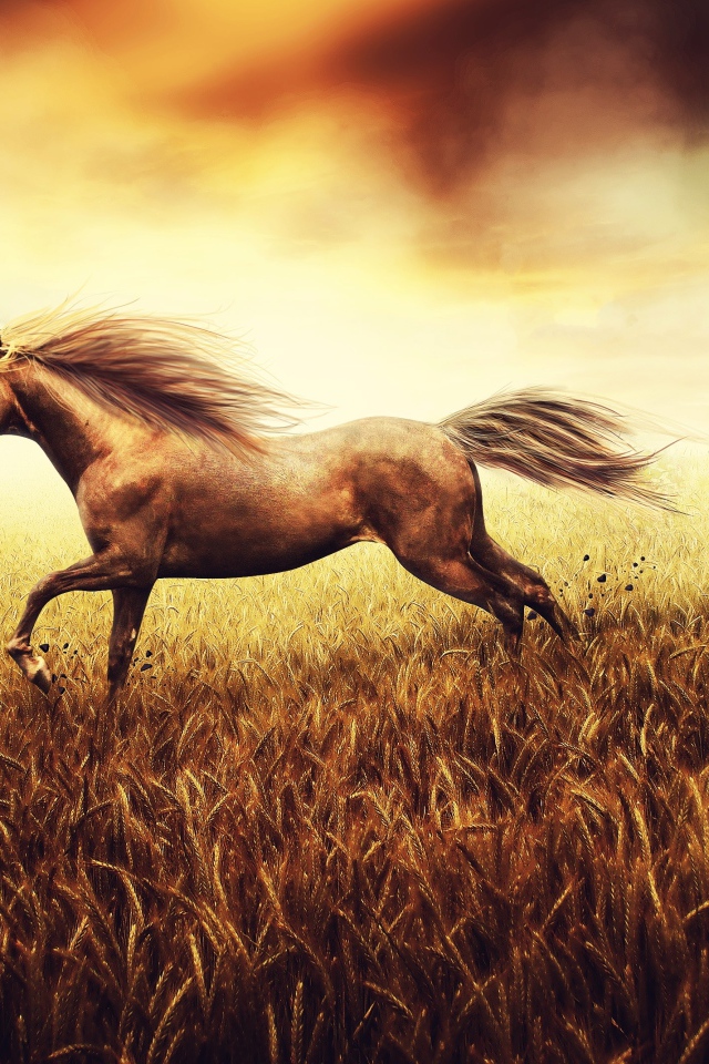 Лошадь скачет по пшеничному полю