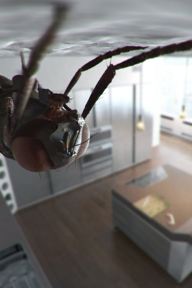 Муха сидит на потолке