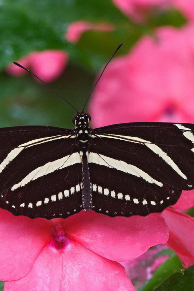 Большая черно белая бабочка