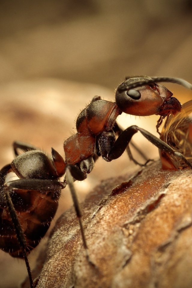 Муравей пьет воду