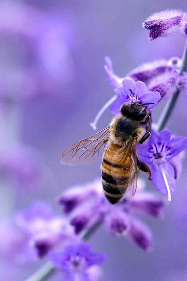 Пчела на синем цветке