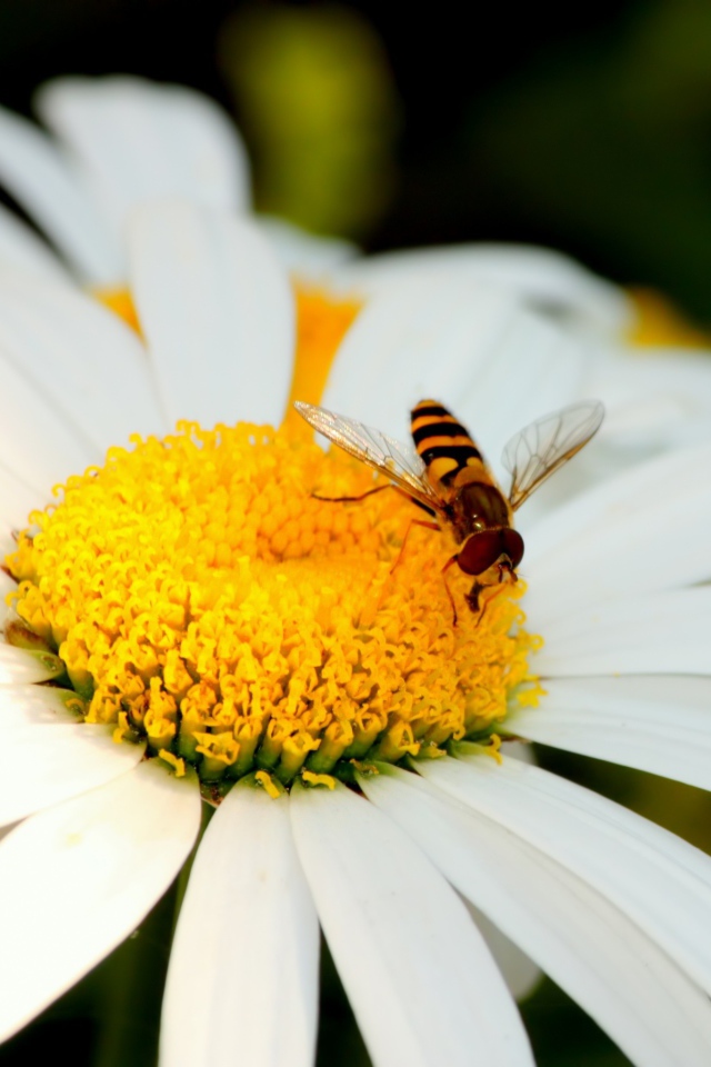 Пчела на ромашке