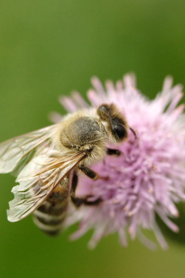 Пчела на клевере