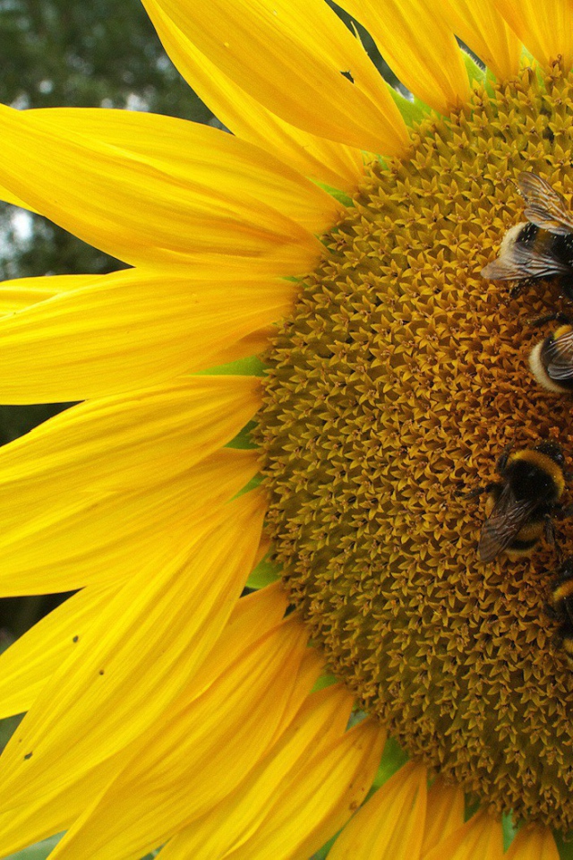 Пчелы на подсолнухе