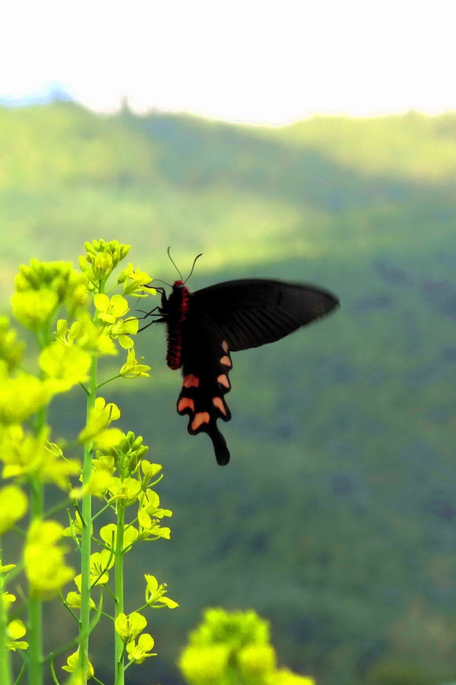 Черная бабочка на желтом цветке