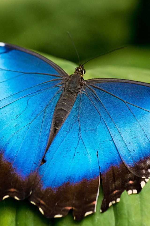 Голубая бабочка