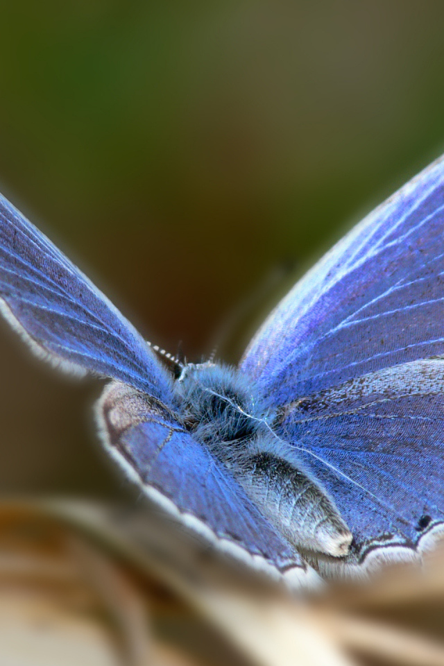 Голубая бабочка