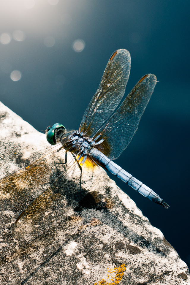 Голубая стрекоза