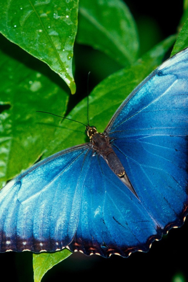 Голубая бабочка